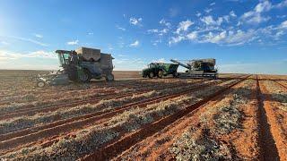 The start of peanut harvest 2022