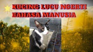 KUCING LUCU NGERTI BAHASA MANUSIA#zahrachannel#kucinglucu #kucing#kucingviral#kucingkampung#cat