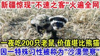 新疆惊现"不速之客"火遍全网，一夜吃200只老鼠价值堪比熊猫，因一特殊习性被称为"沙漠警察”！