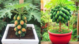 3 great methods for propagating papaya plants