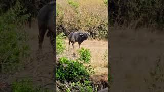 Viewing Buffalo From The Bar at Zebra Plains River Camp!! | #Wildlife #ShortsAfrica