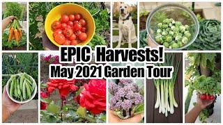 EPIC Vegetable Harvests! Full Garden Tour & Gardening Tips!