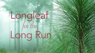 Longleaf for the Longrun