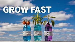 Genius! Growing Seeds with Water Bottles