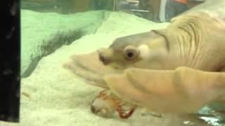 Fly River Turtle Eats Crayfish