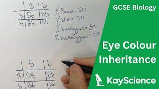 How is Eye Colour Inherited (Bb) - GCSE Biology (9-1) | kayscience.com