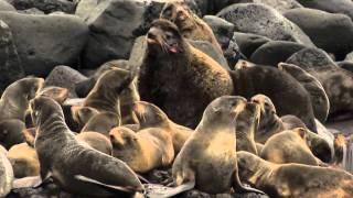 Henry Wood Elliott: Defender of the Fur Seal