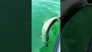 How to release 119+ cm MONSTERpike in summer