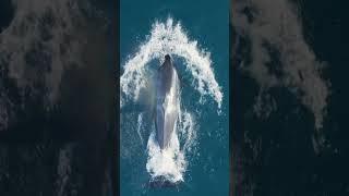 This is how orcas hunt dolphins. #orca #dolphin #ocean #naturepbs #hunting