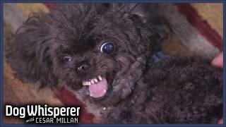 Most Aggressive Teacup Poodle Attacks Its Owners | Dog Whisperer With Cesar Millan