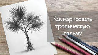 УРОК 4 - КАК ЛЕГКО НАРИСОВАТЬ ТРОПИЧЕСКУЮ ПАЛЬМУ | Нарисовать пальму поэтапно !