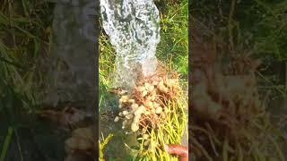 peanut tree seeds #forming #peanut #oil #agriculture #seeds #love #shorts #hd