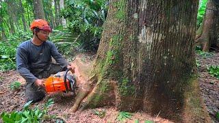 Standing Sturdy ‼️ cut down a tall, beautiful Mahogany tree