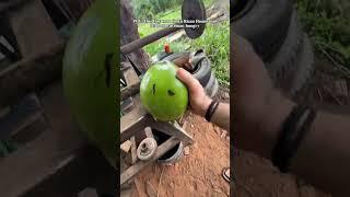 24 hrs in Tico Life  #joefelz #costarica #homestead #pov #farmlife #livingabroad #paradise #love