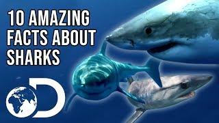 10 Amazing Facts You Didn't Know About Sharks! | SHARK WEEK 2018