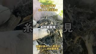 【根っこに糸状菌確認】欽ちゃん農法で育てたトウモロコシの残骸に糸状菌が見えました #菌ちゃん農法 #農業 #とうもろこし #栃木県 #野菜 #農家 #糸状菌 #菌ちゃん