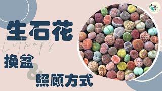 生石花换盆和照顾方式｜LITHOPS REPOT AND TAKE CARE TIPS ｜ GREEN PLANT SOCIETY