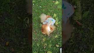 Лили. Мексиканский тушкан  #pomeranian #померанскийшпиц #шпиц #пушистоесчастье #лили #pom