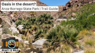 Borrego Palm Canyon Trail Guide: Explore Anza-Borrego’s Stunning Oasis