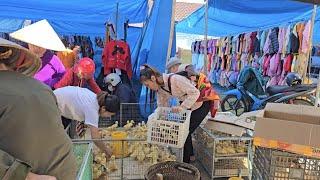 Single mother harvests corn to sell at market - Buys ducklings to raise | Mụi Muội - My life