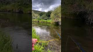 Small Dry Fly Fishing! #shorts