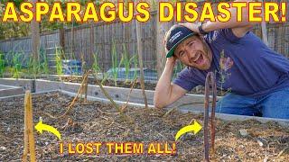 Don't Make This Mistake Growing ASPARAGUS! I Lost ALL Of Mine!‍️