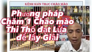 Làm sao để đi Thi đấu là lấy giải, Cách chăm chào mào Thi đấu của Nhất Tiến Lập