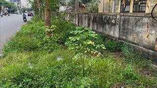 Watch us clean up this overgrown sidewalk mess and the helpful transformation