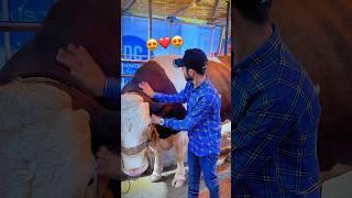 MashAllah  #cow #qurbani2025 #eid #bakra #animals #camel #bakraeid #eiduladha
