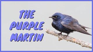 The Purple Martin: Everything You Need To Know | ID, Call/Song/Sound, House, Flying, Male and Female