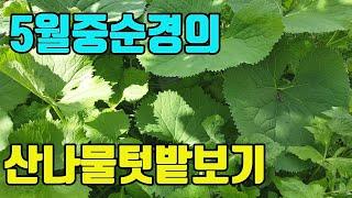 텃밭농부의 5월20일경 산나물텃밭모습 공개