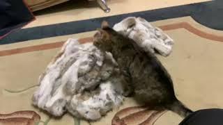 Мегобайт, котк.