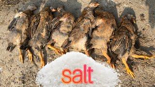 How to treat chicken disease with salt - Daily farm life.