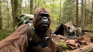 Bigfoot Vlog: Forest Apologetics