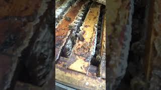 КАК РАБОТАЕТ БАКФАСТ НА ГЛАВНОМ МЕДОСБОРЕ #bee #beekeeper #beekeeping
