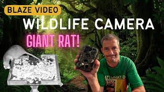 Blaze Video WiFi Trail Cam Review: Giant RAT Is Freaking Me Out!