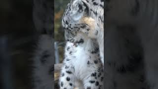 Snow leopard and Mother. #snowleopard #SnowLeopardCub #WildlifeWonder #MotherNatureLessons #wildlife