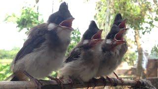 Hướng dẫn phân biệt chim chào mào non trống mái .