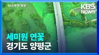 [뉴스광장 영상] 세미원 연꽃 / KBS  2024.07.23.