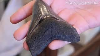 How to Dig Up Shark Teeth Fossils in Venice, Florida