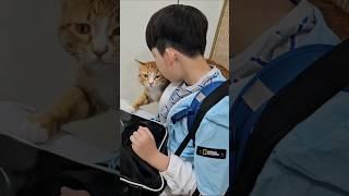 잠이 덜깨서 비몽사몽하는 치즈 #개냥이 #고양이애교 #등교영상