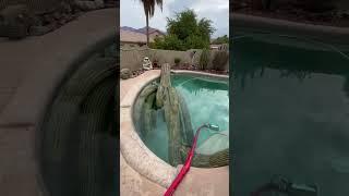 Huge saguaro cactus falls in pool