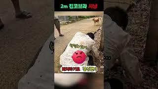 개를 공격한 킹코브라의 최후