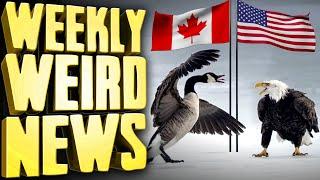 US vs Canada Real-Life Bird Battle - Weekly Weird News