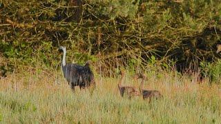 Rodzina żurawi z 2 młodymi / Common cranes with young ones