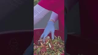 Making yeolmu kimchi bibimbap
