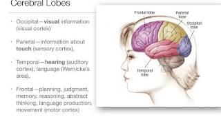 Perception: 1.3 The Brain