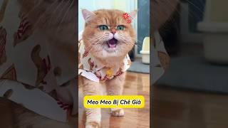  Meo Meo Bị Chê Già Và Cái Kết #thúcưng #vậtnuôi #chómèohàihước #funny #pets #cat #cute