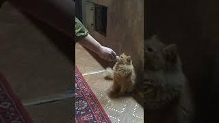 кот Кокос и валерьянка/ОЗВУЧКА ОТ БАТИ