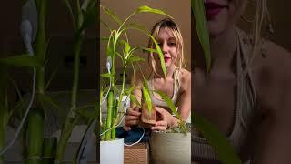 Will this bamboo plant sing? Let’s tune in with PlantWave